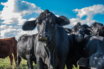 Vacas Brangus en un campo en Santa Fe, Argentina