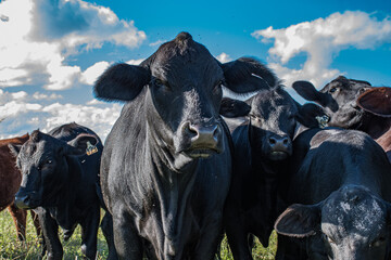 Vacas Brangus en un campo en Santa Fe, Argentina