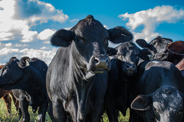 Vacas Brangus en un Campo en Santa Fe, Argentina