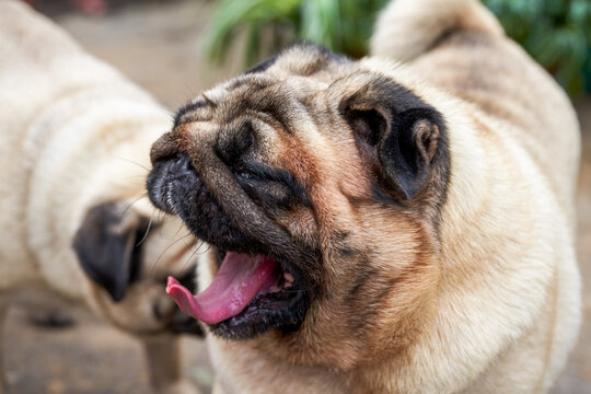 Close-up of two cute pugs outdoors