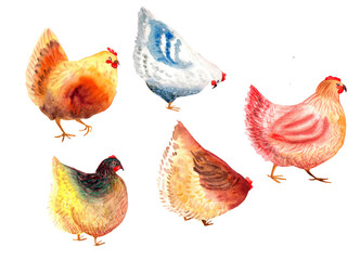 set of watercolor illustrations cartoon chicken, clipart