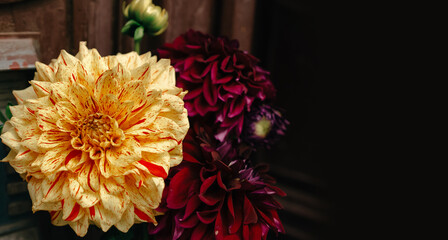 Autumn beautiful flowers - chrysanthemums. Bright yellow and deep red color.