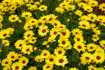Close-up of a lush blooming yellow chrysanthemum