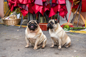 Close-up of two cute pugs outdoors
