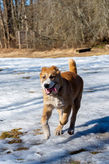 Central Asian sheepdog, Asian Shepherd puppie in the forest