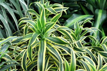 Beautiful bright green houseplant Dracaena in a flower shop.  Dracaena deremensis. Dracaena Lemon...
