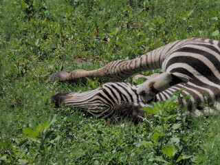 Zebra's in Save
Equus quagga