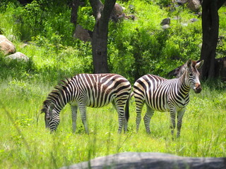 Fototapeta na wymiar Zebra's in Save Equus quagga