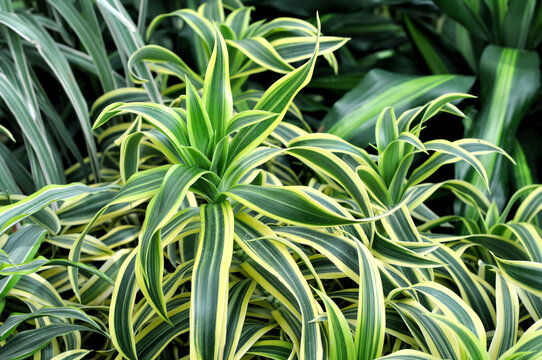 Beautiful bright green houseplant Dracaena in a flower shop.  Dracaena deremensis. Dracaena Lemon Lime.