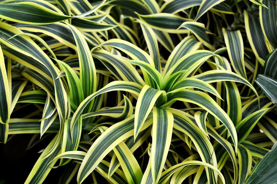 Beautiful bright green houseplant Dracaena in a flower shop.  Dracaena deremensis. Dracaena Lemon Lime.