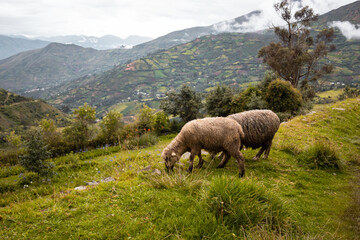 Hermosa foto de dos ovejas pastando en la hierba verde en el prado de la montaña durante el día