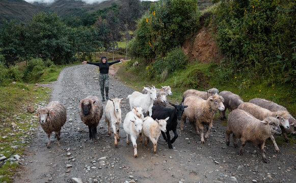 turista con una manada de ovejas en el campo