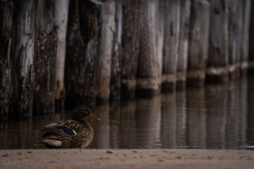 Kaczka przy falochronie © Kacper