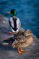 Kaczki nad jeziorem © Kacper