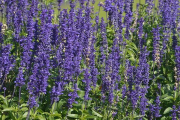 Obraz premium lavender field in region