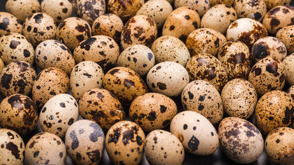 Group of quail eggs as a background. Raw eggs.