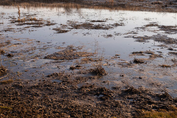 Obraz na płótnie Canvas View of swamp. Polluted river.