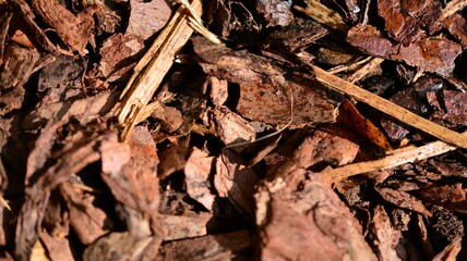 Bark pieces piled on the ground. Natural textured background, top view.