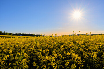 Obraz premium Sonnenstern über dem blühendem Rapsfeld am Nachmittag
