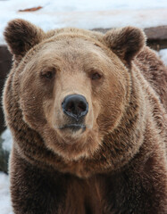 The muzzle of a predator, a brown bear.