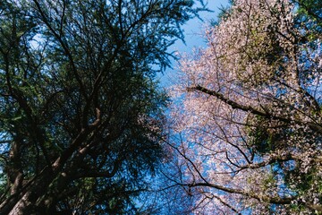 trees and sky
