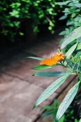 Orange butterfly on green tropical flower leaves and plants on a sunny summer day. Wild nature background.