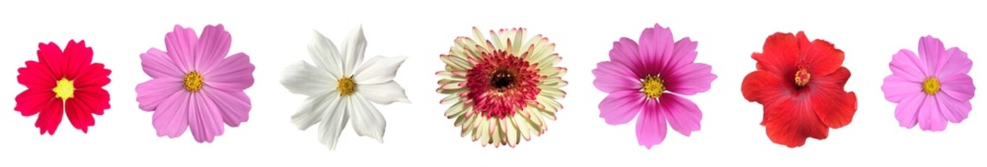 isolated cosmos flower, gerbera flower, hibiscus rosa-sinensis flower and sunflower with clipping paths.