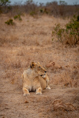 Lioness laying in the African savanna.