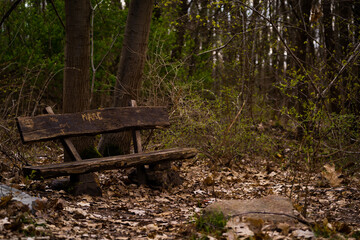 bardzo stara i zniszczona ławka w lesie