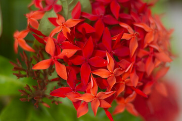 トロピカルフラワー