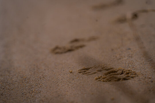 odciski butów na mokrym piasku