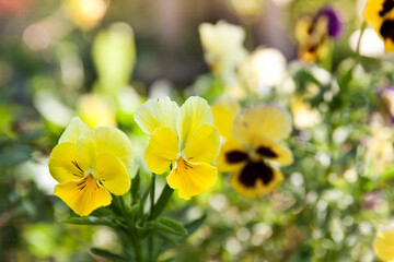 Flowers pansies bright yellow colors with a dark mid-closeup. Closeup Shot at A Group of Yellow Pansy, Viola, or Violet. Selective Focus for Background,