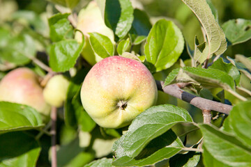 Apple tree branch with apples on a blurred background during ripening.