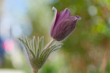 Pasque flower in the sunlight and bokeh background
