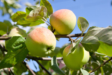 Apple tree branch with apples on a blurred background during ripening.