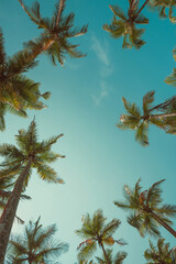 Tropical coconut palm trees crowns over sky background, vintage toned