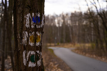 szlak pieszy trzy kolory na drzewie - obrazy, fototapety, plakaty
