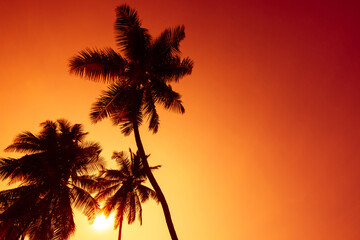 Fototapeta na wymiar Tropical coconut palm trees silhouettes on beach at sunset with copy space