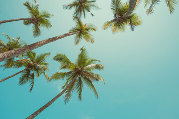 Fototapeta premium Tropical coconut palm trees over sky background, vintage toned with copy space