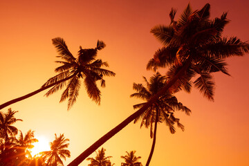 Naklejka na ściany i meble Tropical coconut palm trees silhouettes on ocean beach at sunset