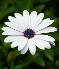 Fototapeta premium daisy flower