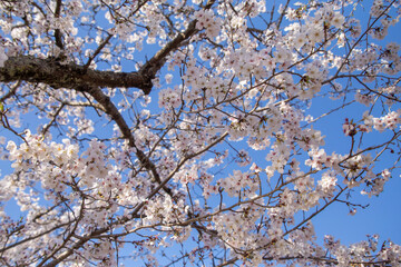 桜と青空