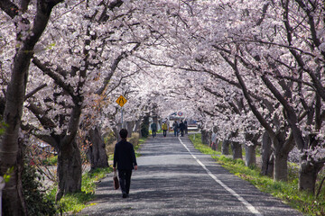 サクラトンネル