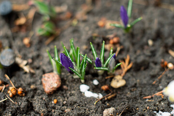 The first crocuses with green leaves