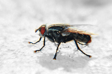 mosca