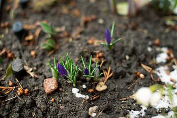 The first crocuses with green leaves