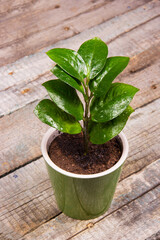 Small Zamioculcas in a green pot