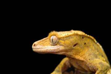 The crested gecko сute isolated on black background
