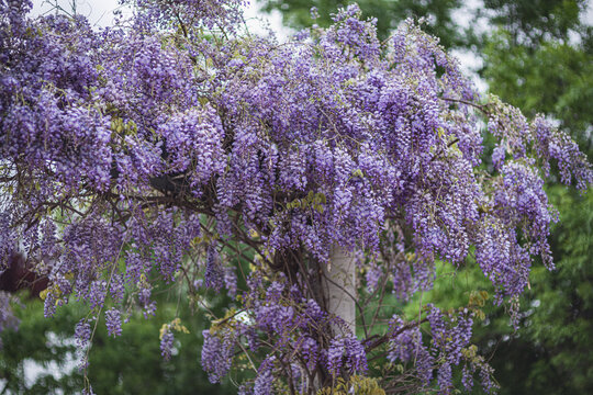 Wisteria, glicina, glicinia