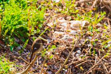 한국의 텃새, 딱새 암컷